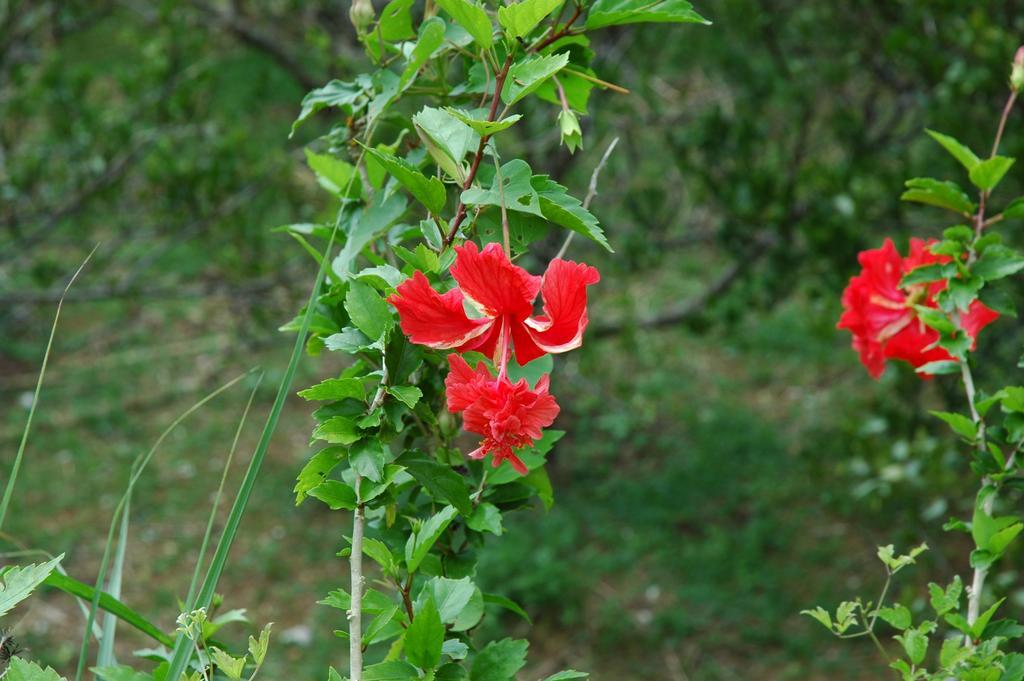 מוטובו Yukurinaresort Okinawa Hills Churaumi מראה חיצוני תמונה